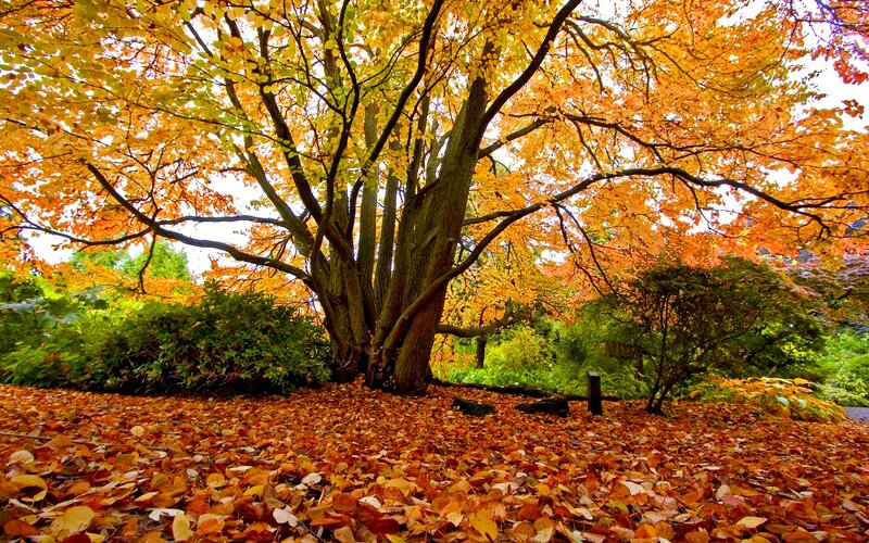 Autumn Tree with Fallen Leaves — Orange, Serene, Photograph, Bushes