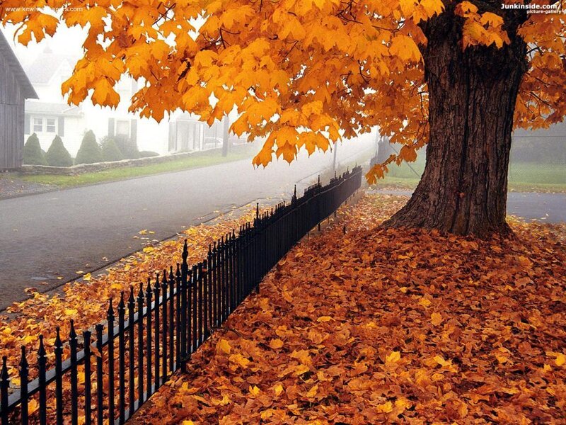 Autumn Tree with Fallen Leaves — Orange, Serene, Photograph, Fence