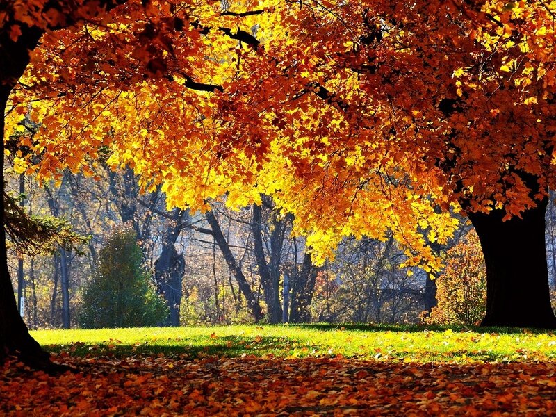 Autumn Tree with Fallen Leaves — Orange, Serene, Photograph, Grass