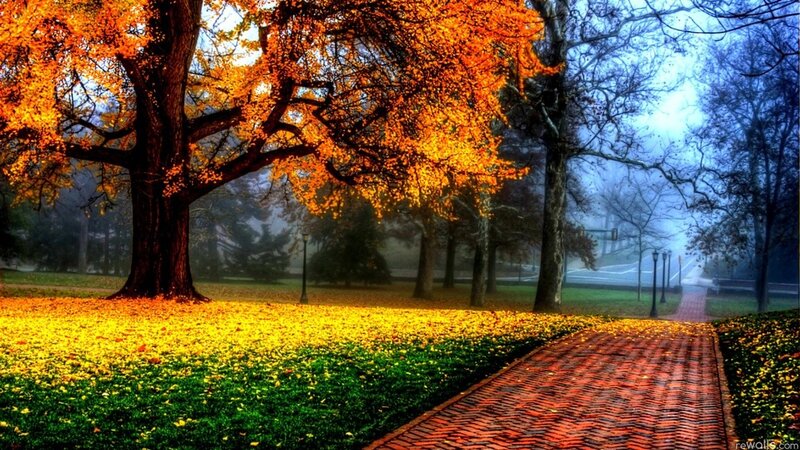 Autumn Tree with Fallen Leaves — Orange, Serene, Photograph, Path, Trees