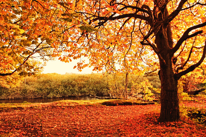 Autumn Tree with Fallen Leaves — Orange, Serene, Photograph, River