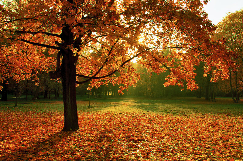 Autumn Tree with Fallen Leaves — Orange, Serene, Photograph, Sunlight