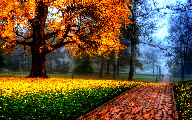 Autumn Tree with Fallen Leaves — Orange, Serene, Photograph