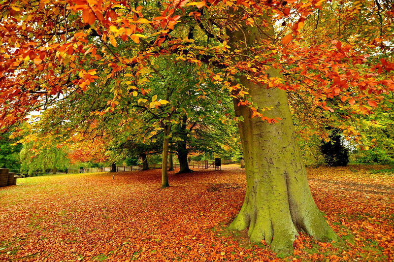 Autumn Tree with Fallen Leaves — Orange, Serene, Photograph, Tree Trunk