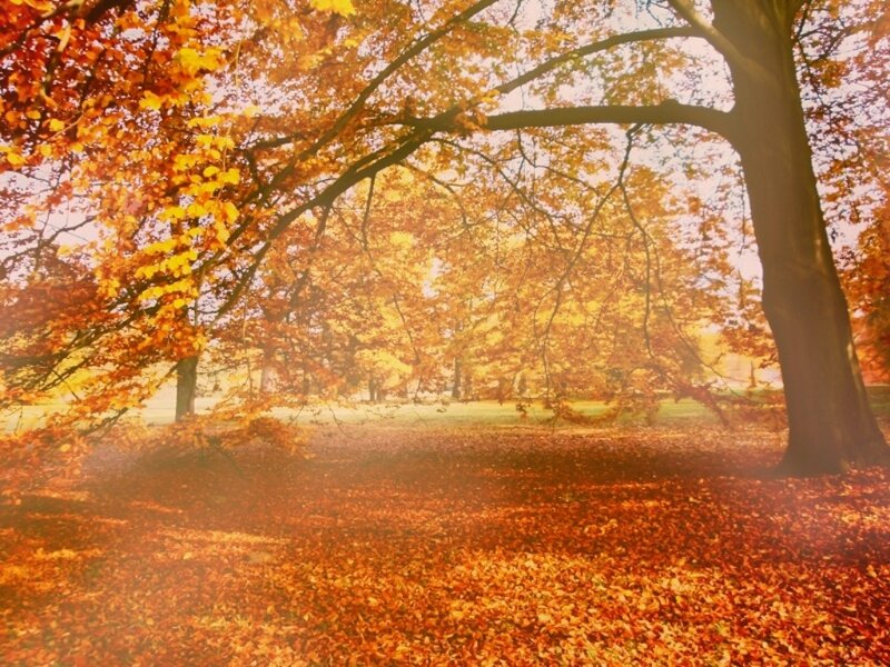 Autumn Tree with Fallen Leaves — Orange, Serene, Photograph, Trees