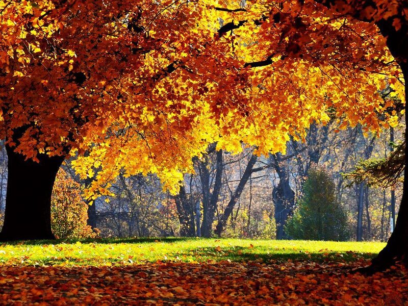 Autumn Tree with Fallen Leaves — Orange, Serene