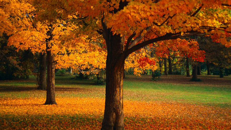 Autumn Tree with Fallen Leaves — Orange