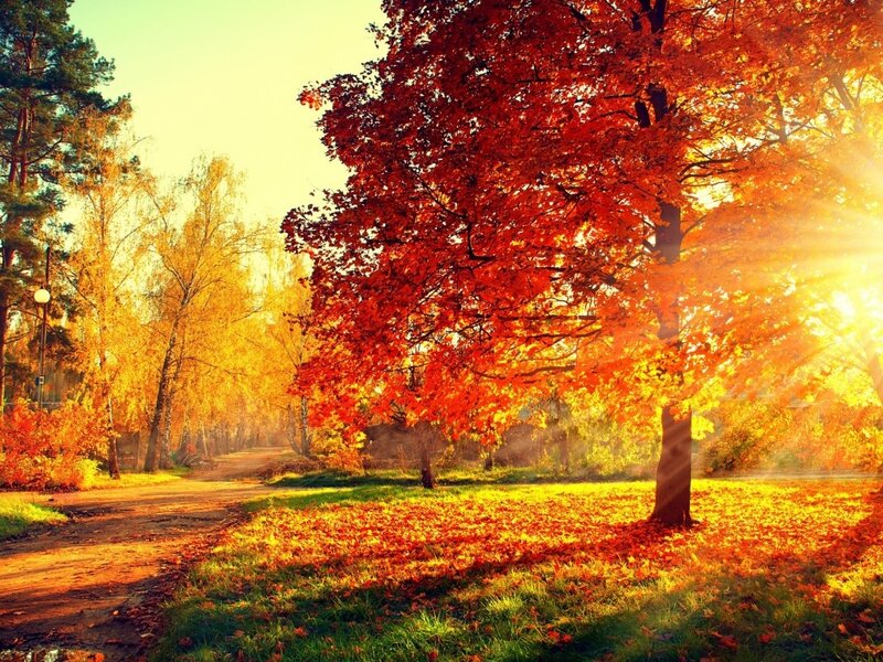 Autumn Tree with Fallen Leaves — Red, Serene