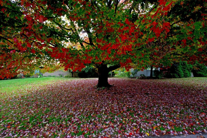 Autumn Tree with Fallen Leaves — Red