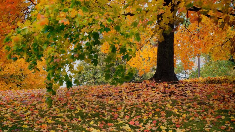 Autumn Tree with Fallen Leaves — Yellow, Serene, Photograph, Grass