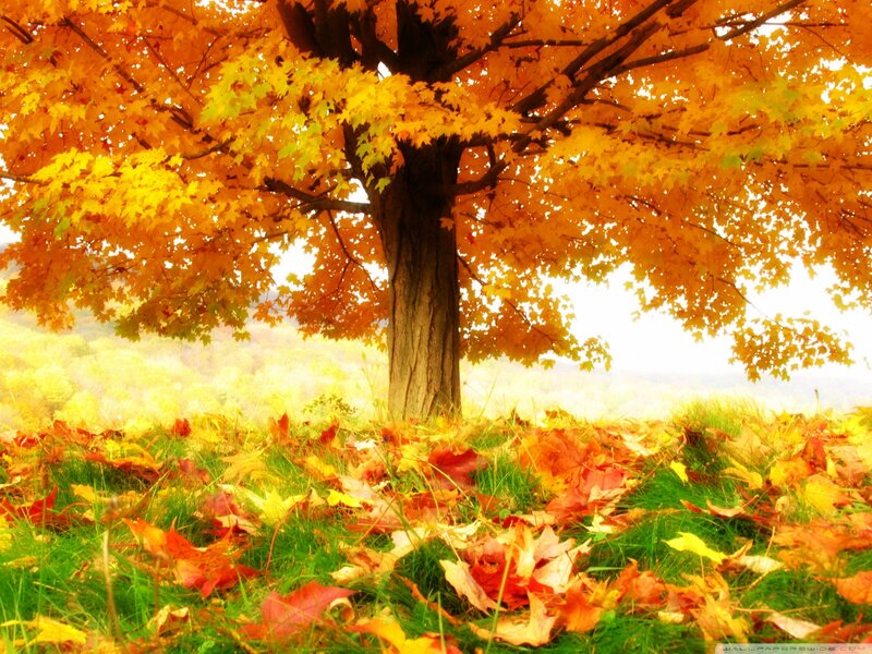 Autumn Tree with Fallen Leaves — Yellow, Serene, Photograph