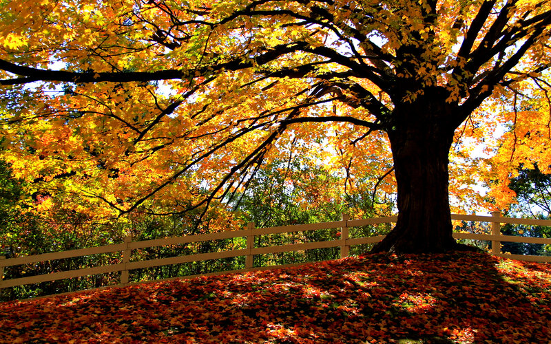 Autumn Tree with Fallen Leaves — Yellow, Serene