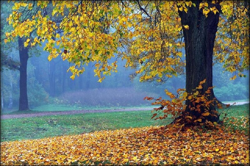 Autumn Tree with Fallen Leaves — Yellow