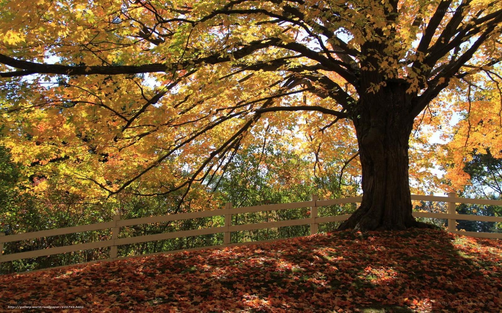 Autumn tree with fallen leaves