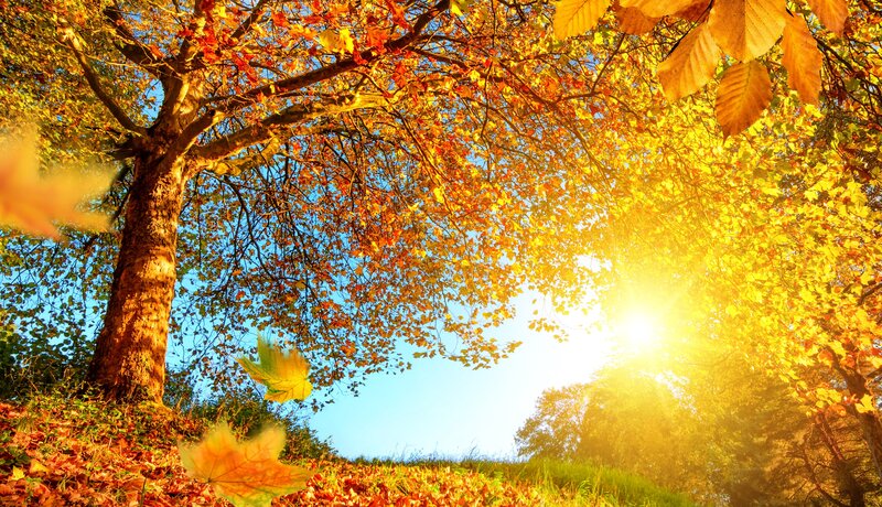 Autumn Tree with Falling Leaves — Yellow
