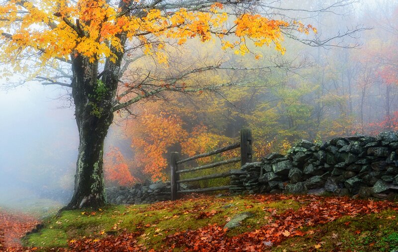Autumn Tree with Fence — Orange, Misty