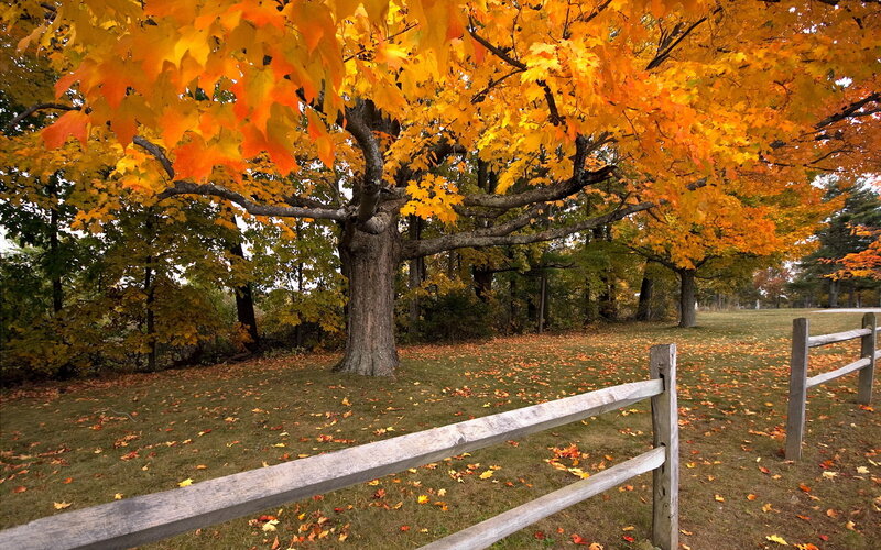 Autumn Tree with Fence — Orange, Serene, Photograph, Leaves