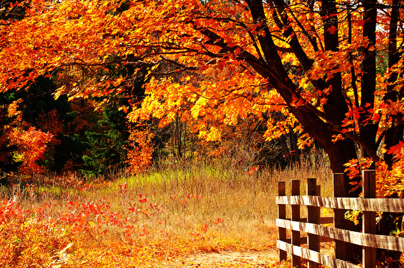 Autumn Tree with Fence — Orange, Serene, Photograph