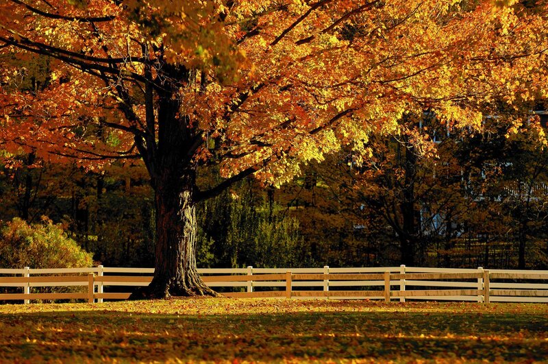 Autumn Tree with Fence — Orange, Serene