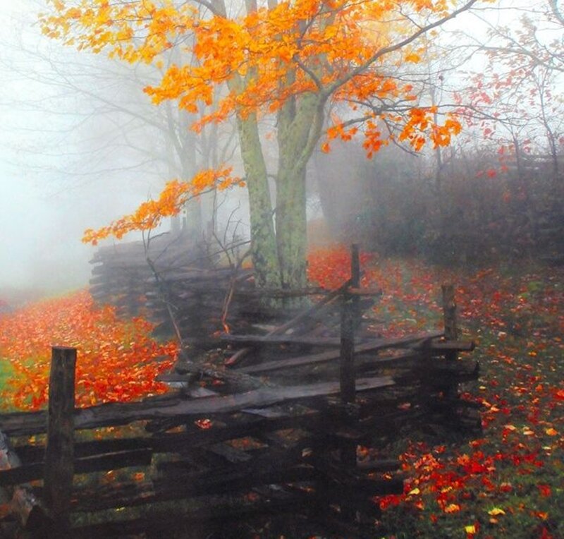 Autumn Tree with Fence — Orange