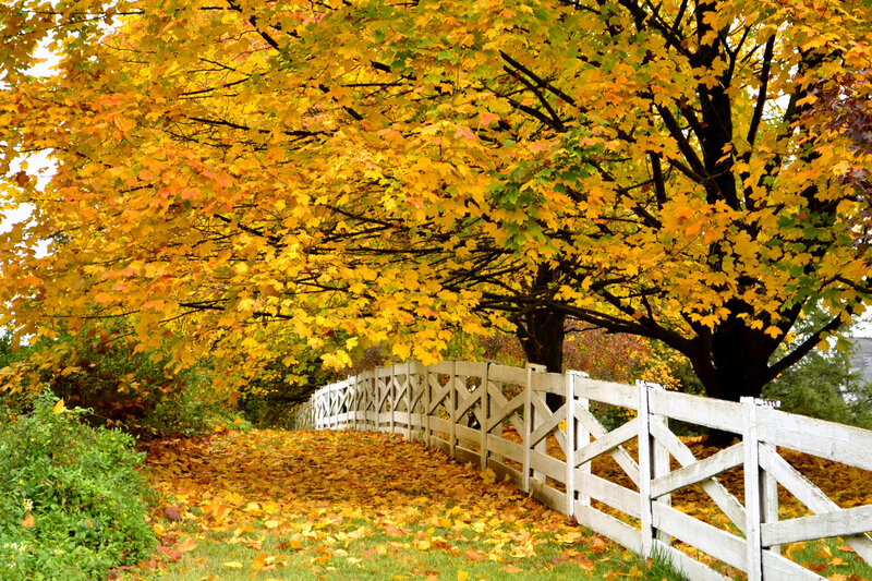 Autumn Tree with Fence — Yellow, Serene