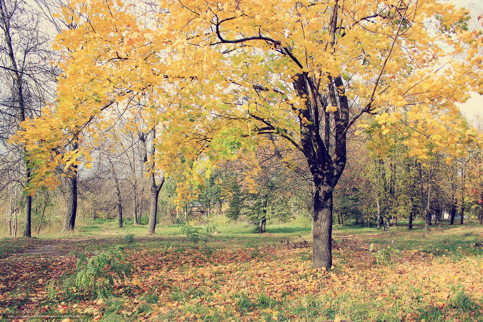 Autumn tree with golden leaves