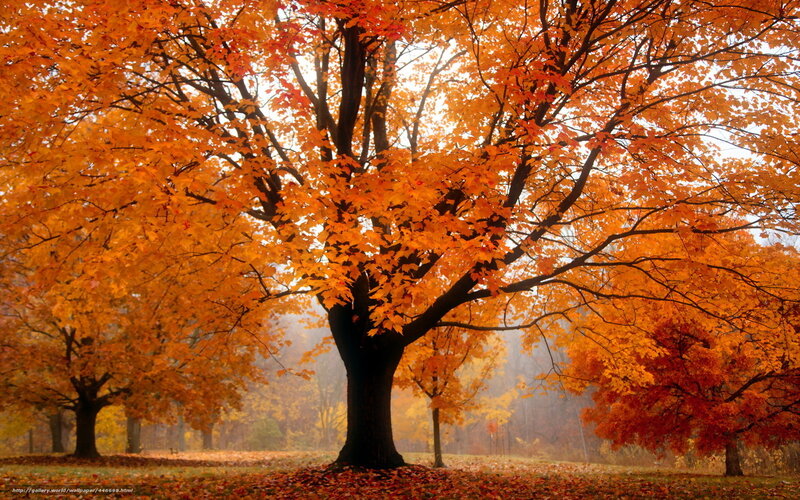Autumn tree with golden leaves
