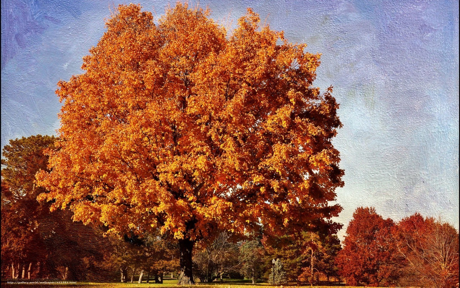 Autumn tree with golden leaves
