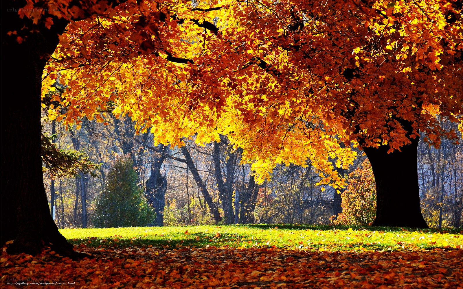 Autumn tree with golden leaves