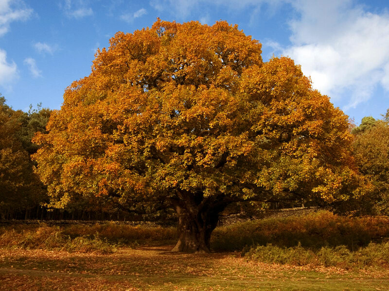 Autumn tree with golden leaves