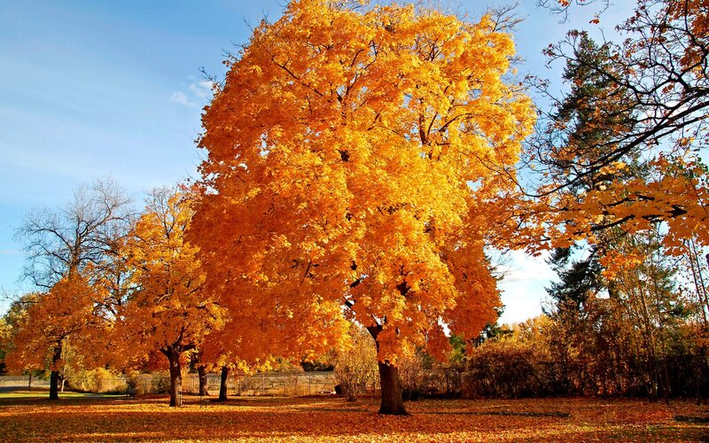 Autumn tree with golden leaves