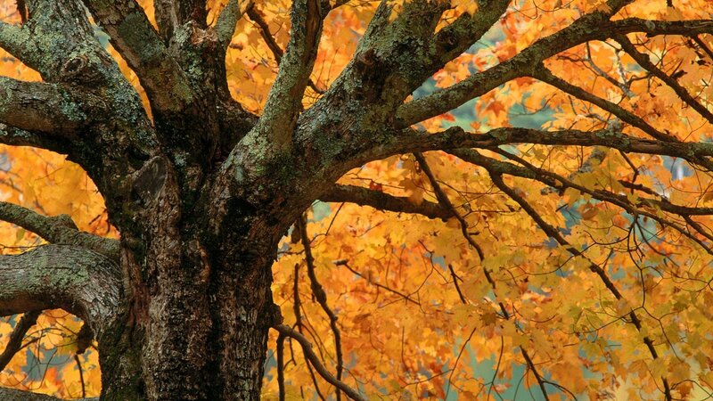 Autumn tree with golden leaves
