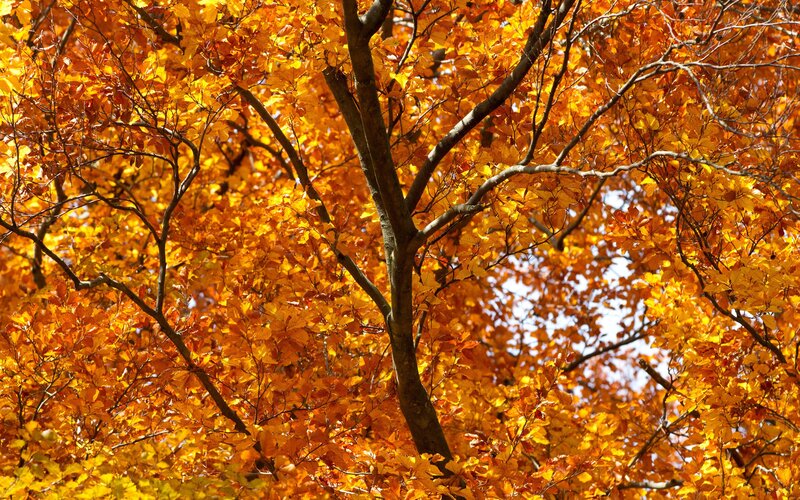 Autumn tree with golden leaves