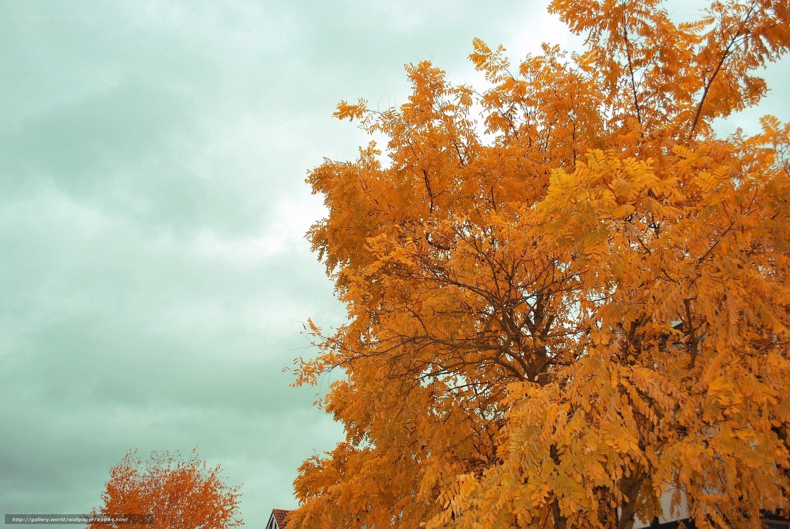 Autumn tree with golden leaves