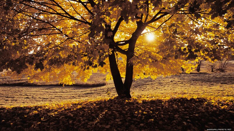 Autumn tree with golden leaves