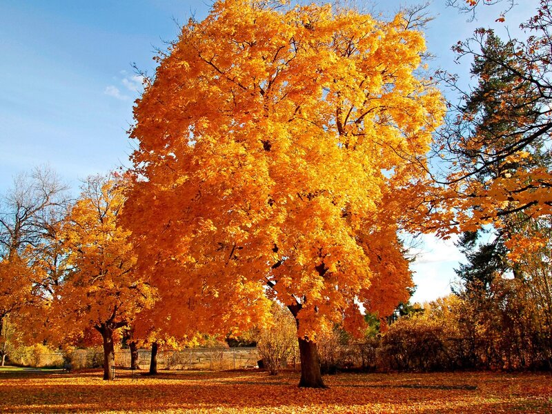 Autumn tree with golden leaves