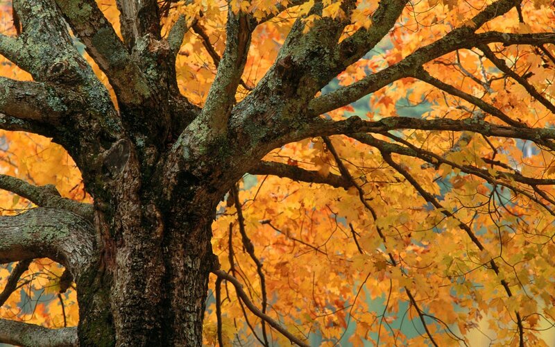 Autumn tree with golden leaves