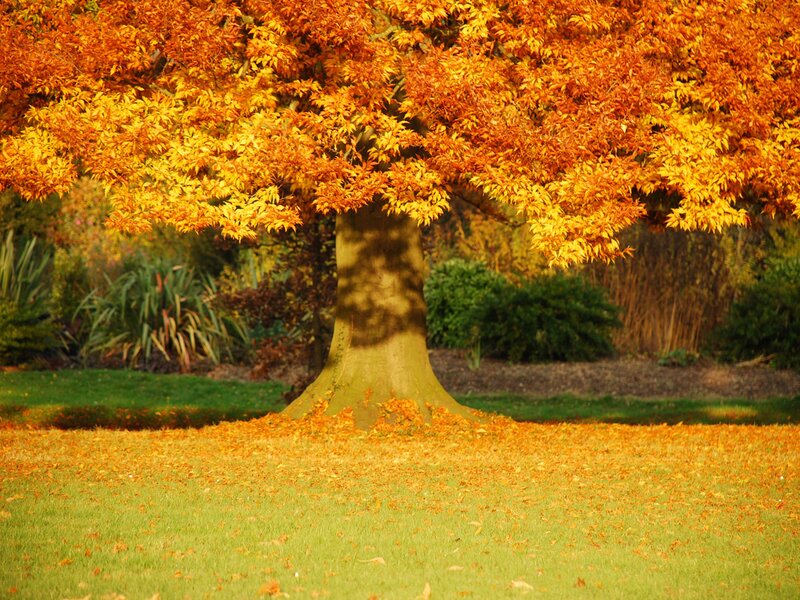 Autumn tree with golden leaves