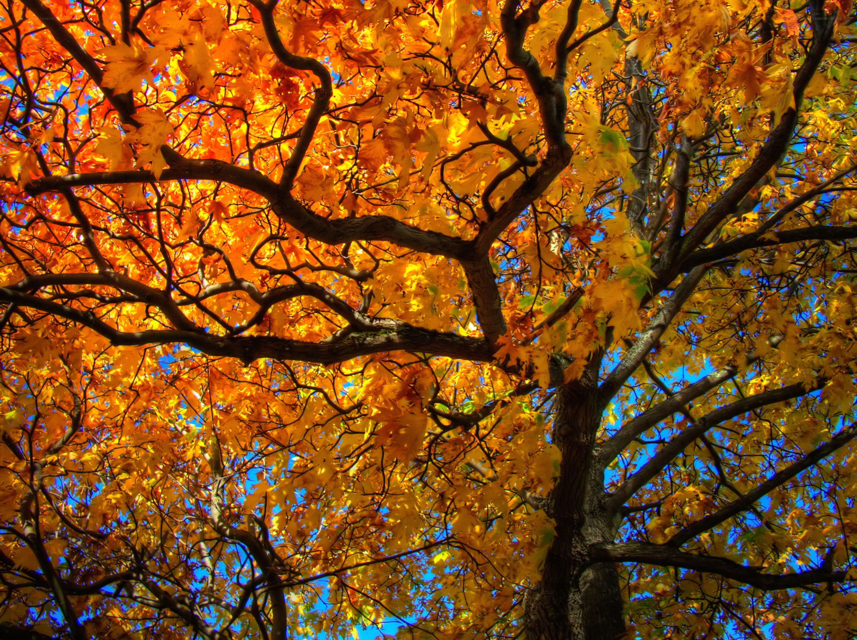 Autumn tree with golden leaves
