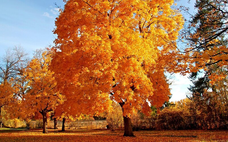 Autumn tree with golden leaves