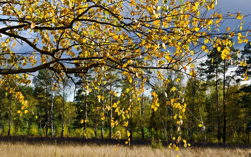 Autumn tree with golden leaves
