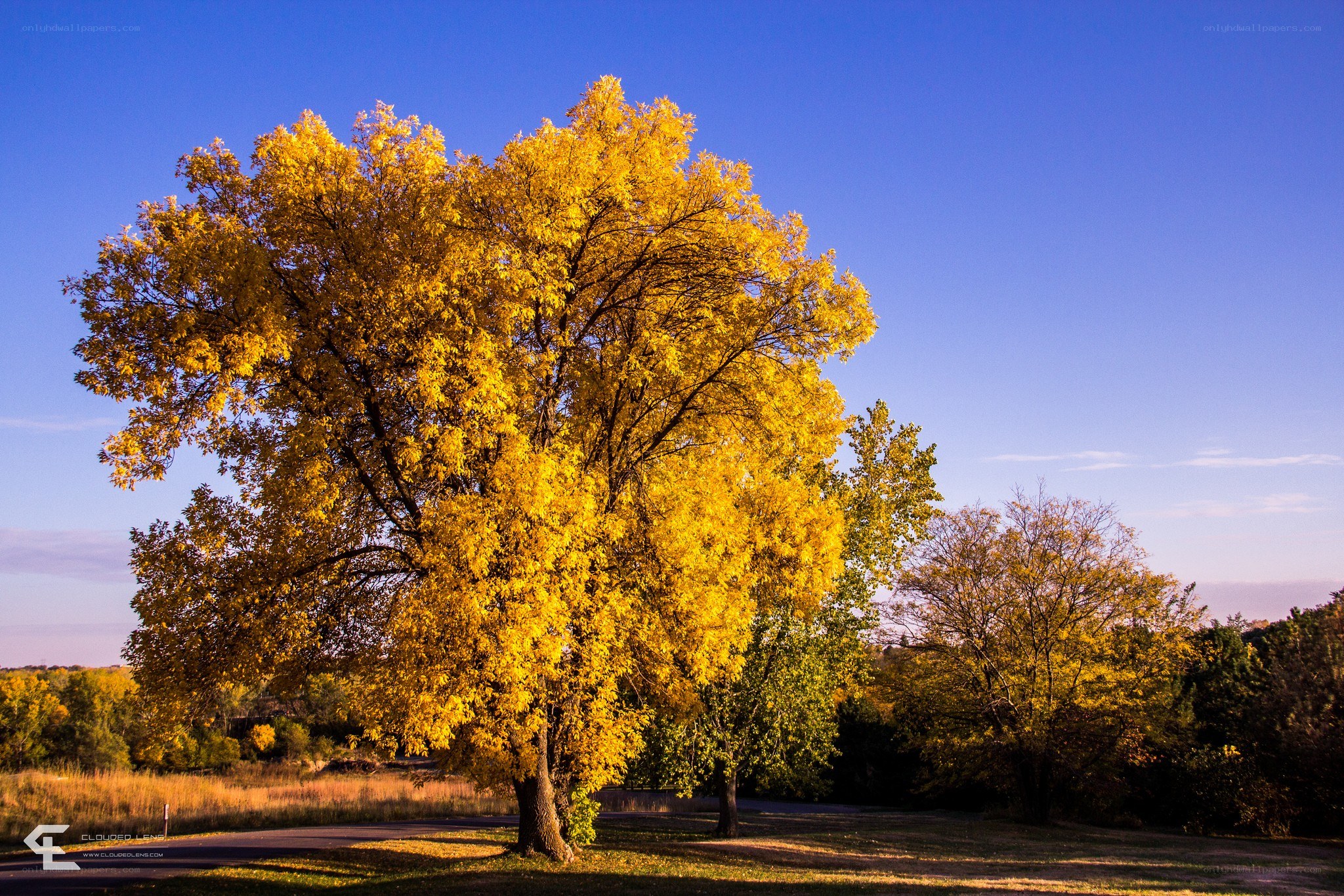 Autumn tree with golden leaves