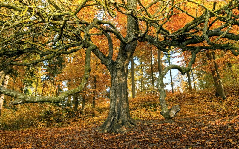 Autumn tree with golden leaves