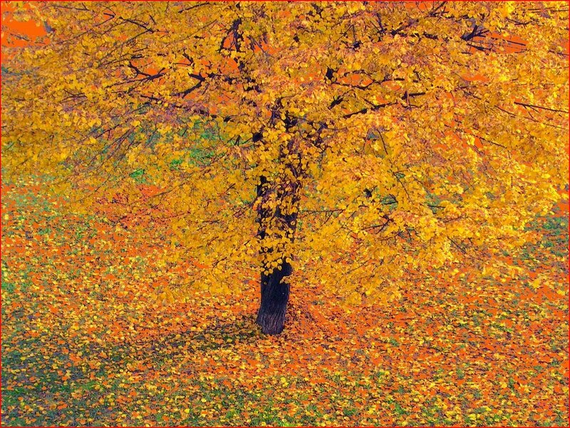 Autumn tree with golden leaves