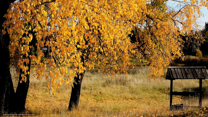 Autumn tree with golden leaves