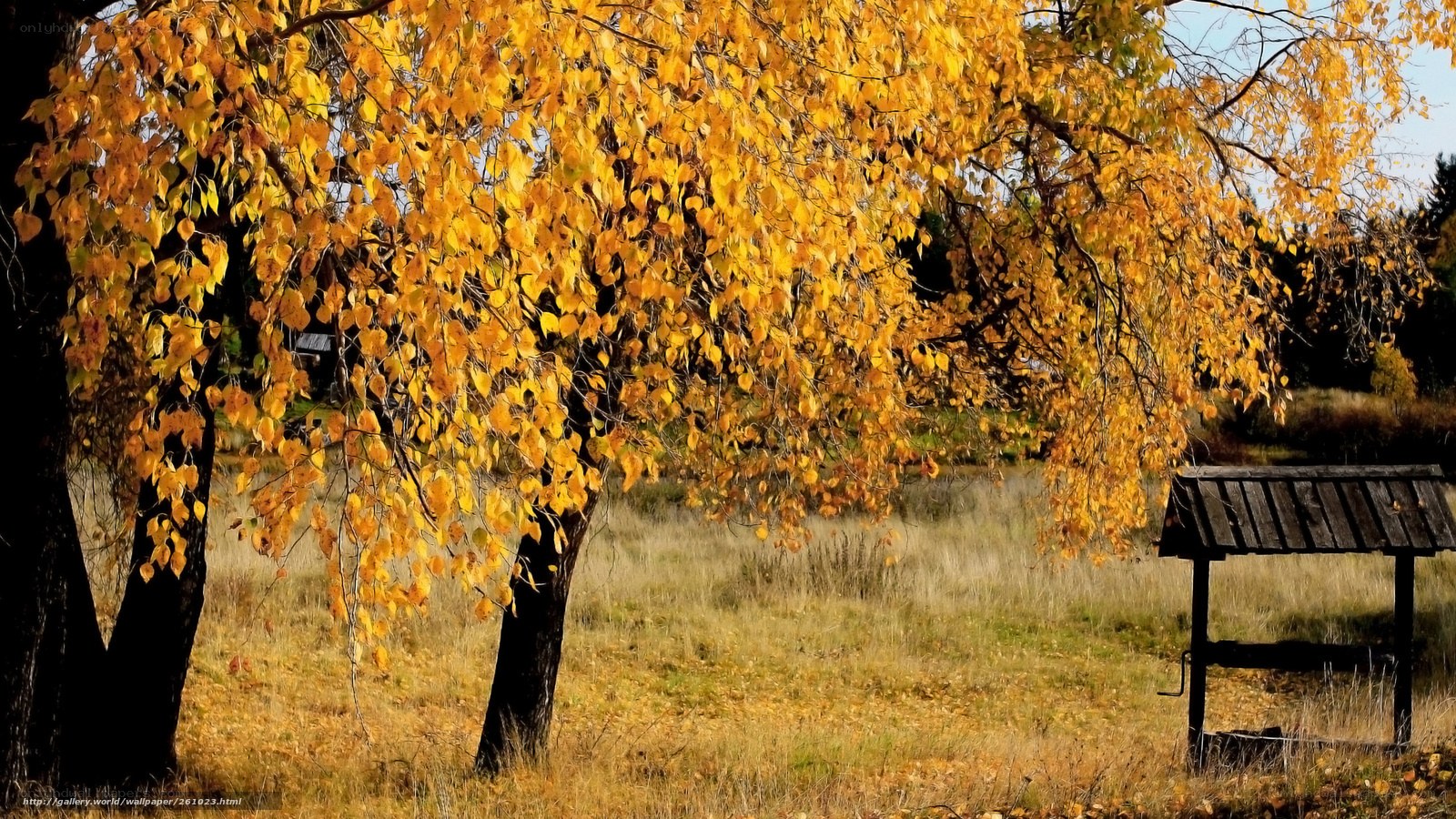 Autumn tree with golden leaves