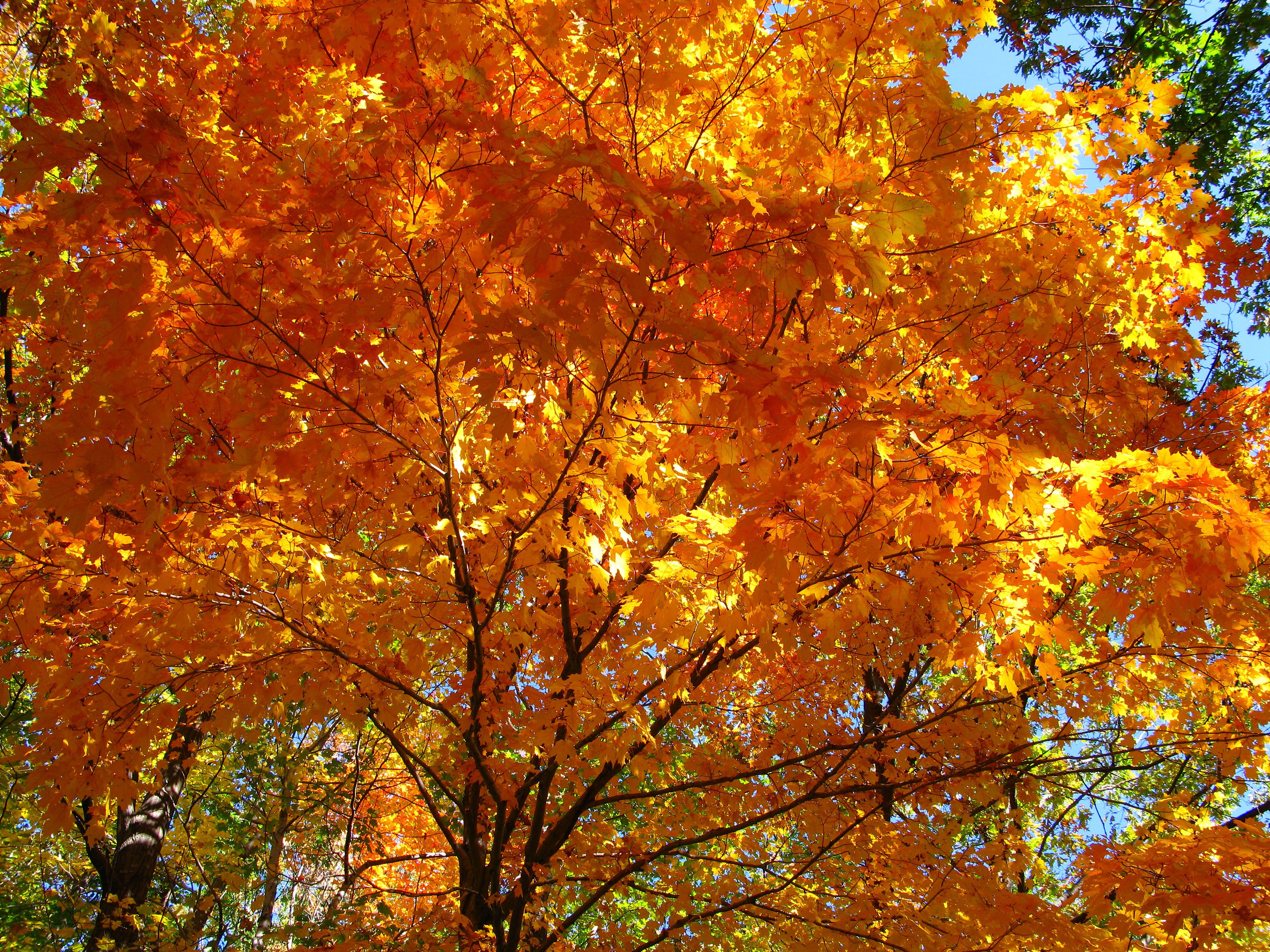 Autumn tree with golden leaves