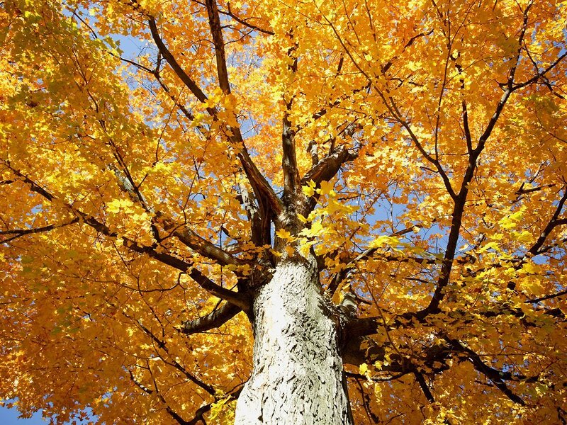 Autumn tree with golden leaves