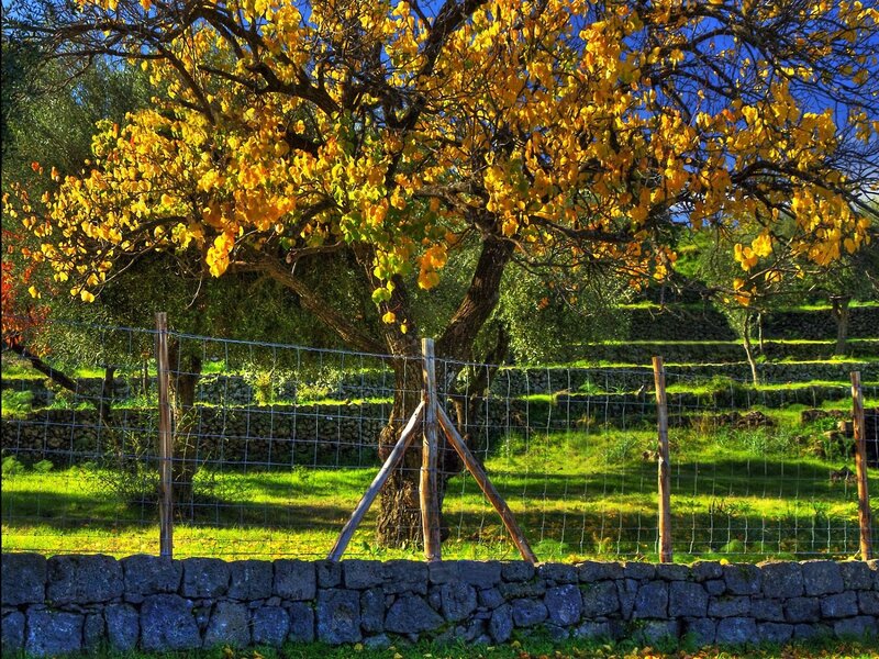 Autumn tree with golden leaves