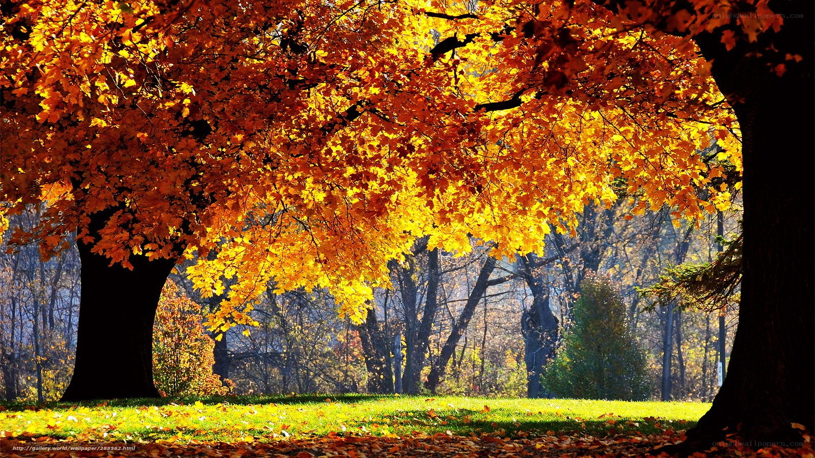 Autumn tree with golden leaves